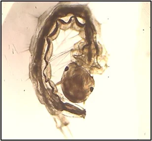 Vector Biology & Mosquito Control