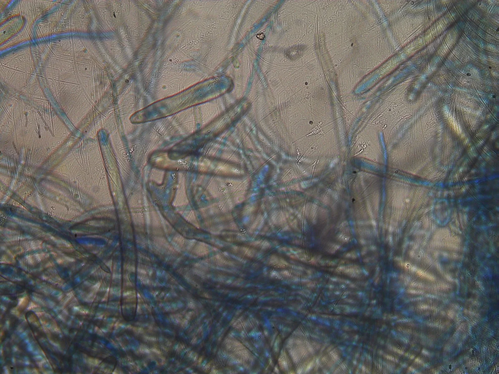 Mycelial web network