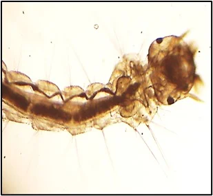 Vector Biology - Larval Thorax